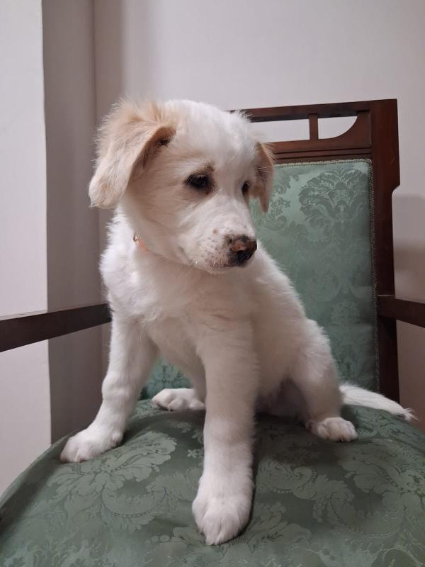 Cucciolo Bellissimo 2 Mesi E Mezzo 