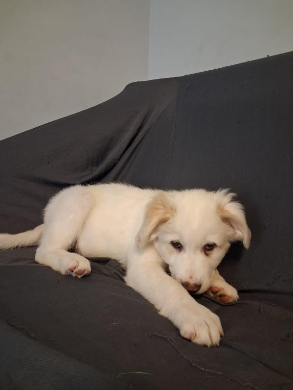 Cucciolo bellissimo 2 mesi e mezzo  Foto 2