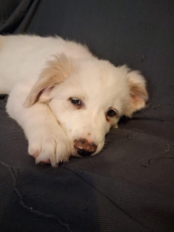 Cucciolo bellissimo 2 mesi e mezzo  Foto 3