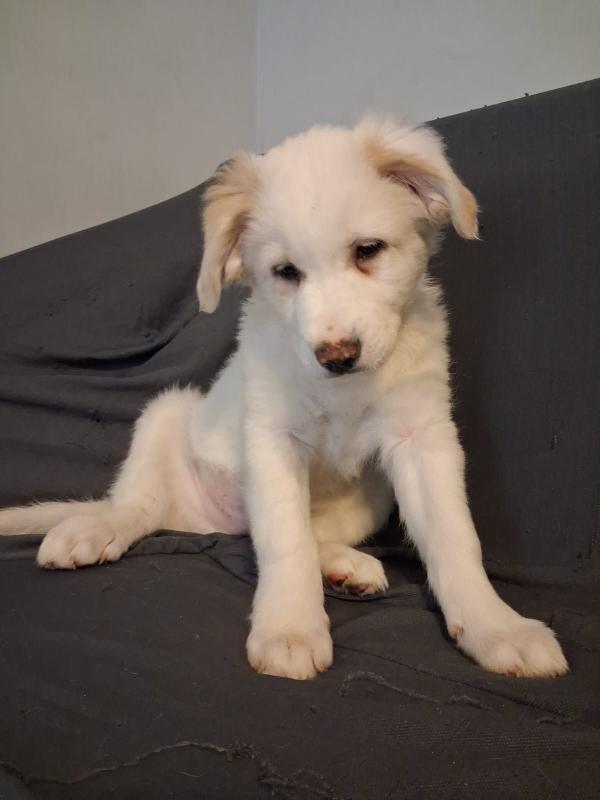 Cucciolo bellissimo 2 mesi e mezzo  Foto 4