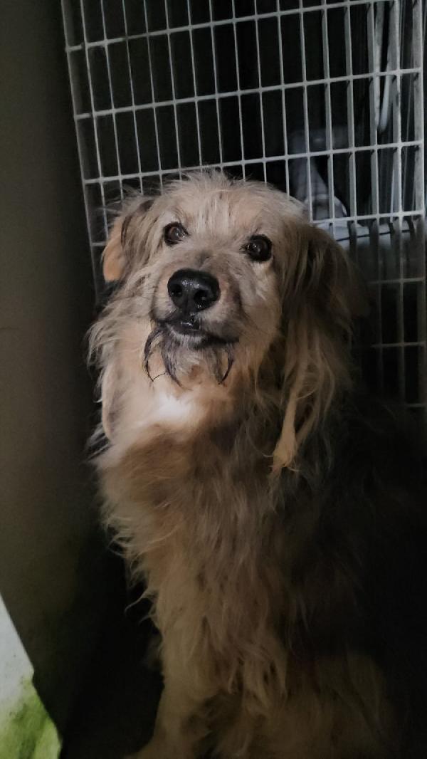 Vanny: Una Vita In Canile, Animo Puro E Docile