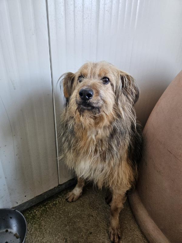 Vanny: una vita in canile, animo puro e docile Foto 2