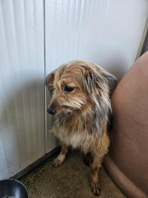 Vanny: una vita in canile, animo puro e docile Foto 3