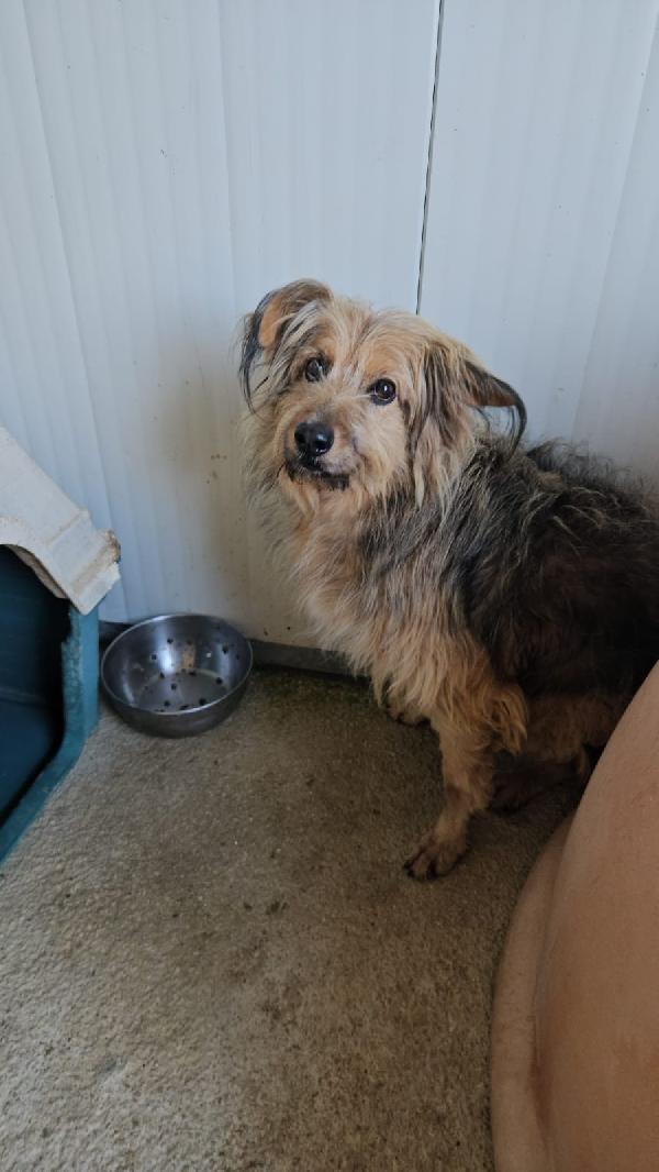 Vanny: una vita in canile, animo puro e docile Foto 4