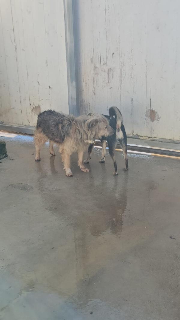 Vanny: una vita in canile, animo puro e docile Foto 5