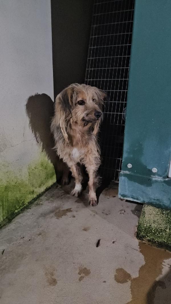 Vanny: una vita in canile, animo puro e docile Foto 7