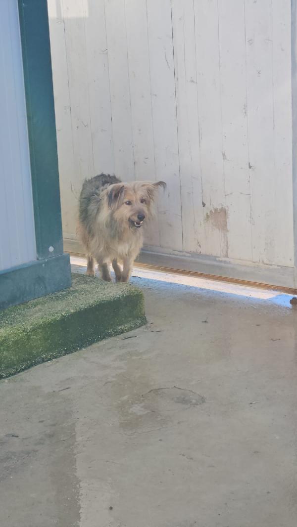 Vanny: una vita in canile, animo puro e docile Foto 6