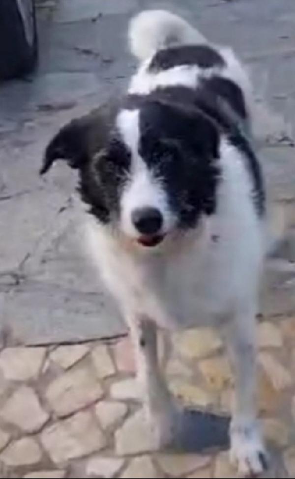 Mara 6anni salvata da 1lager CAMPANIA  Foto 2