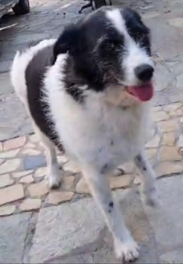 Mara 6anni salvata da 1lager CAMPANIA  Foto 3