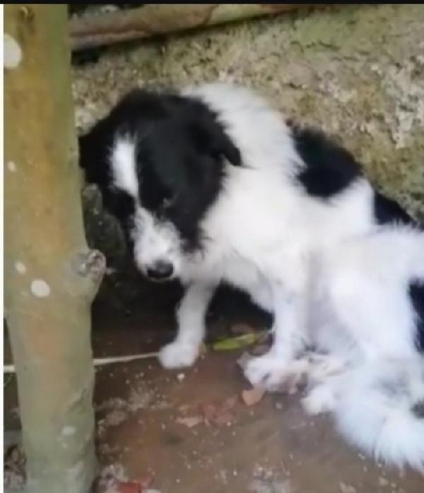 Mara 6anni salvata da 1lager CAMPANIA  Foto 4