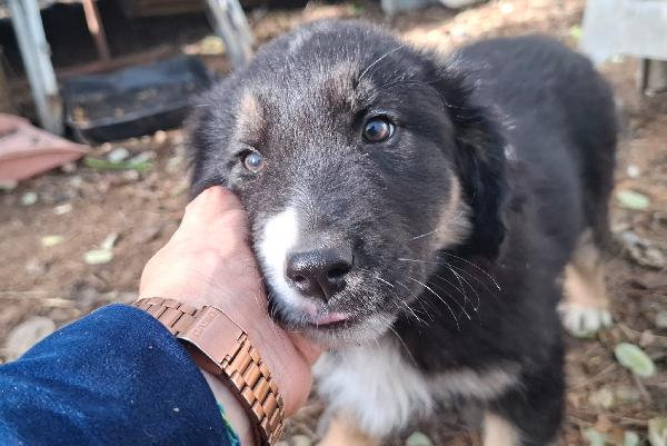 Splendide Cucciole Taglia Medio Grande 