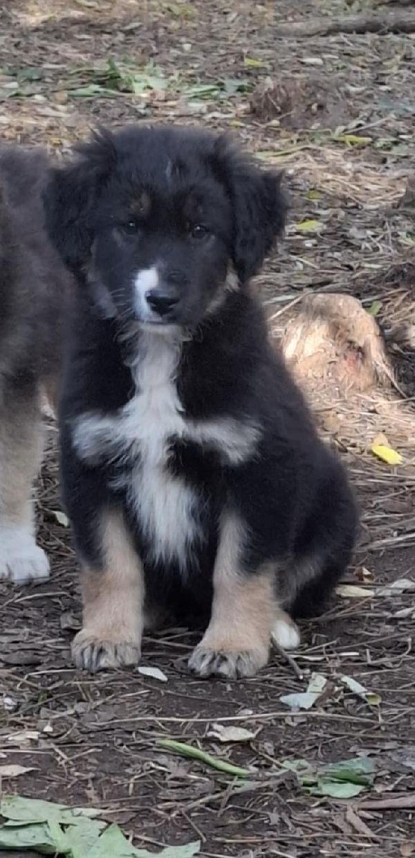 Splendide cucciole taglia medio grande  Foto 2