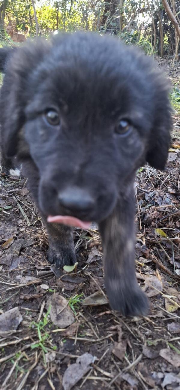 Splendide cucciole taglia medio grande  Foto 3