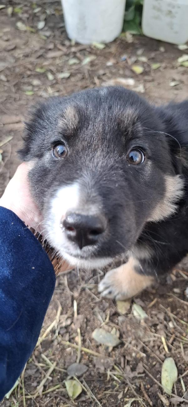 Splendide cucciole taglia medio grande  Foto 4