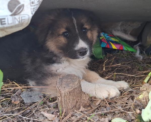 Splendide cucciole taglia medio grande  Foto 5