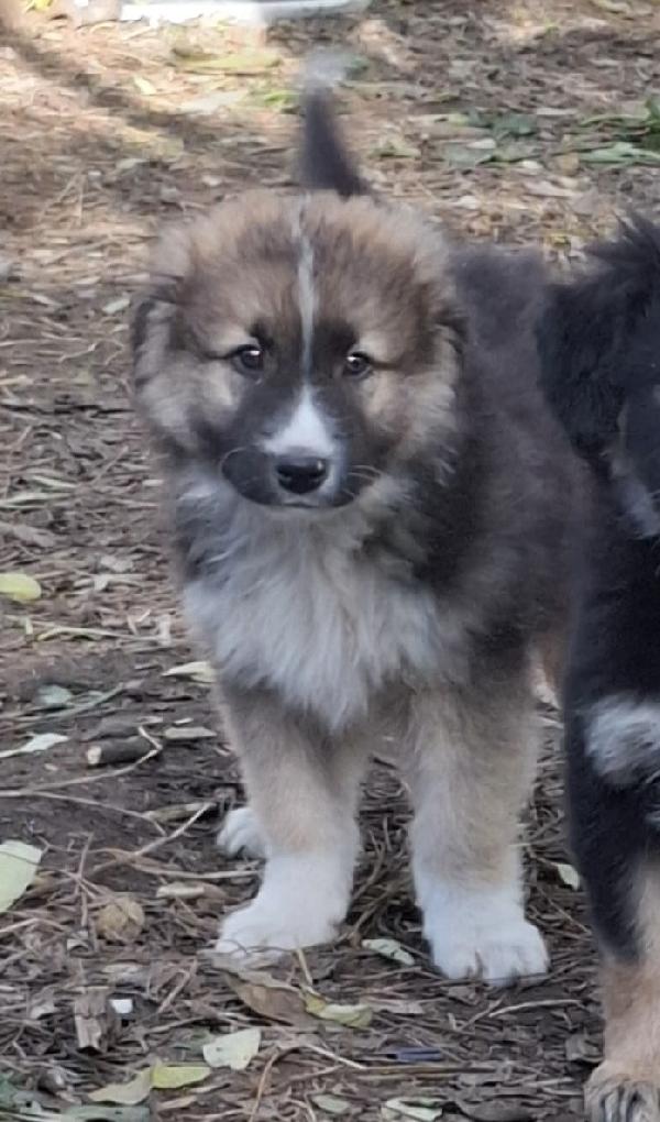 Prince Meraviglioso Cucciolo Simil Pastore Australiano 