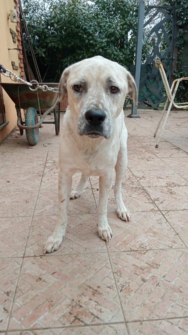 AIUTIAMO BENNY Foto 2