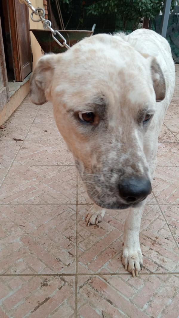 AIUTIAMO BENNY Foto 4