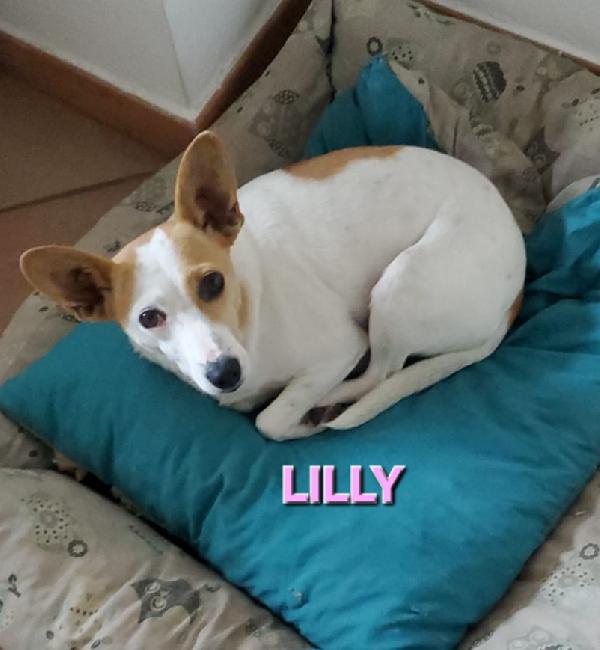 Piccola Lilly