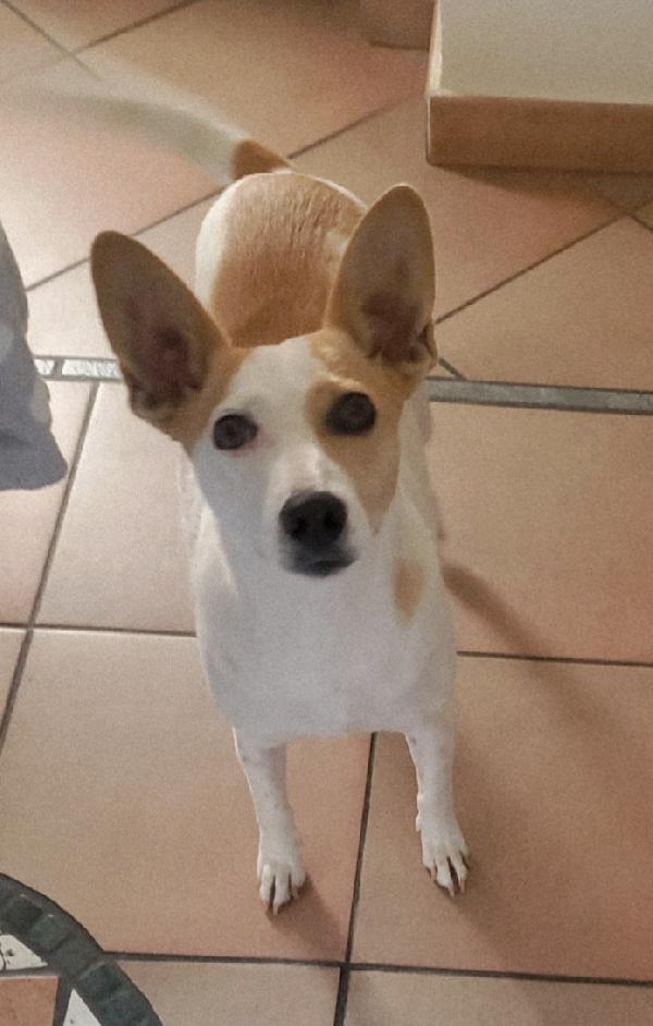 PICCOLA LILLY Foto 2