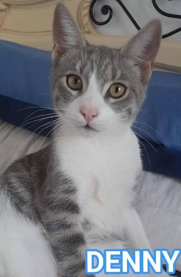 Denny, Tenero Micino In Adozione!
