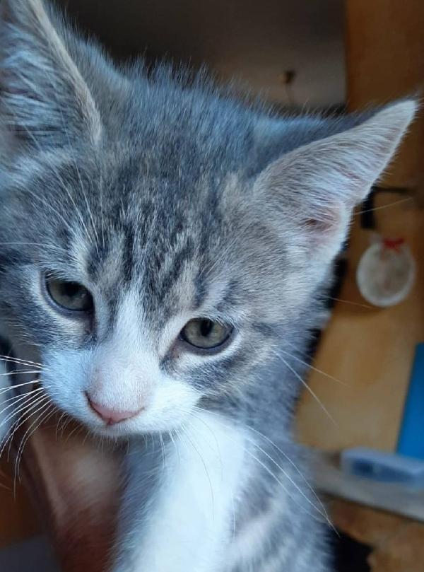 DENNY, tenero micino in adozione! Foto 3