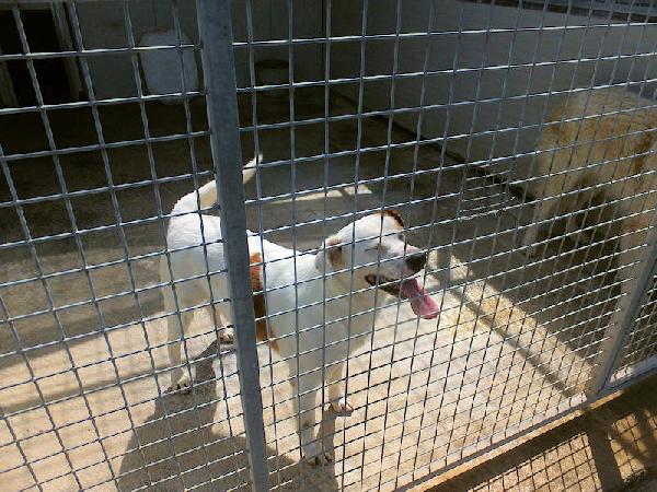 Flash allegro e socievole Foto 3