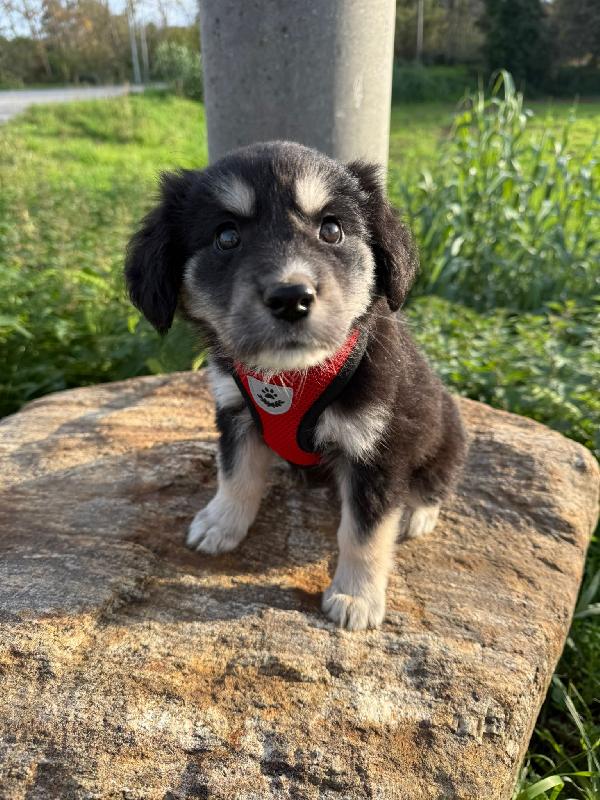 ✨🐾 alice 🐾✨ splendida cucciola in adozione  Foto 6