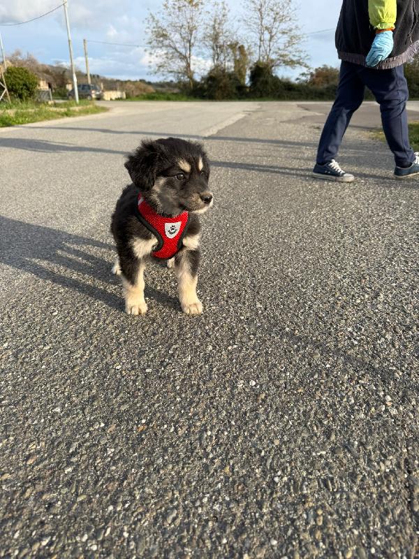 ✨🐾 alice 🐾✨ splendida cucciola in adozione  Foto 7