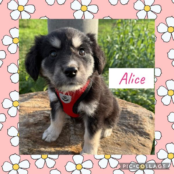 🌼🐾 Alice 🐾🌼 Meravigliosa Cucciola In Adozione 