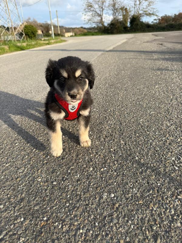 🌼🐾 alice 🐾🌼 meravigliosa cucciola in adozione  Foto 4