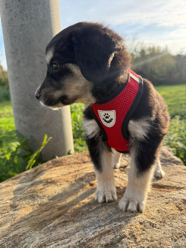 🌼🐾 alice 🐾🌼 meravigliosa cucciola in adozione  Foto 6