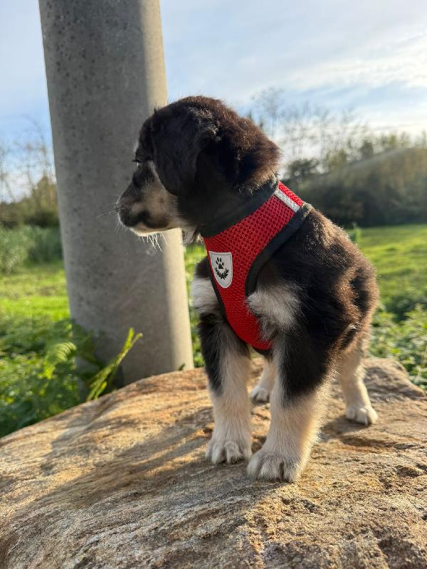 🌼🐾 alice 🐾🌼 meravigliosa cucciola in adozione  Foto 8