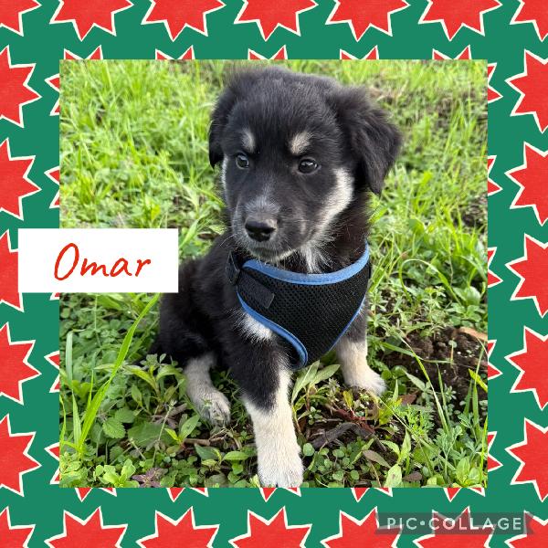 🔆🐾 Omar 🐾🔆Splendido Cucciolo In Adozione 