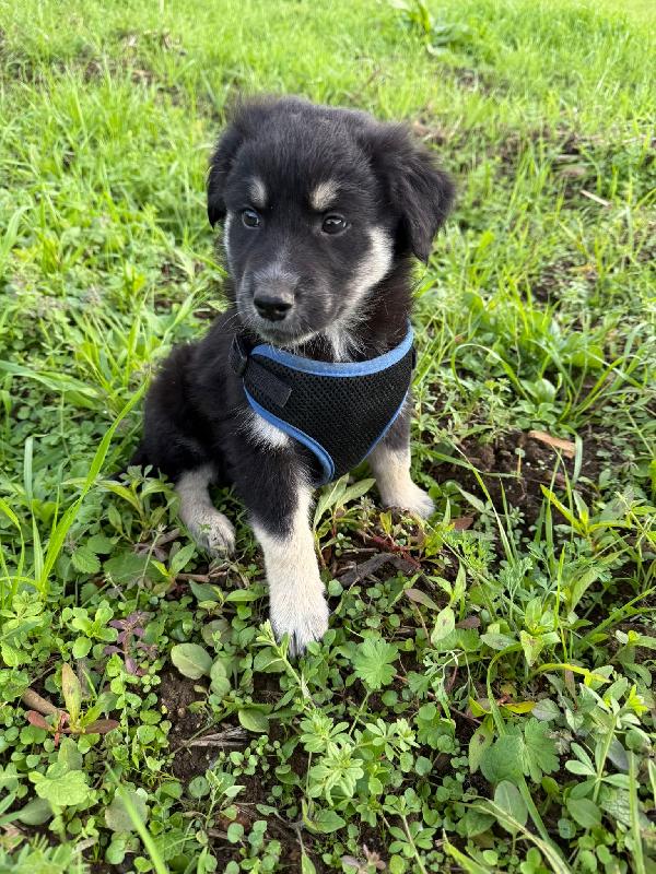 🔆🐾 omar 🐾🔆splendido cucciolo in adozione  Foto 3