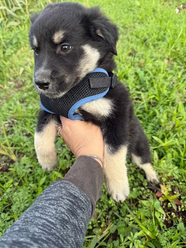 🔆🐾 omar 🐾🔆splendido cucciolo in adozione  Foto 4