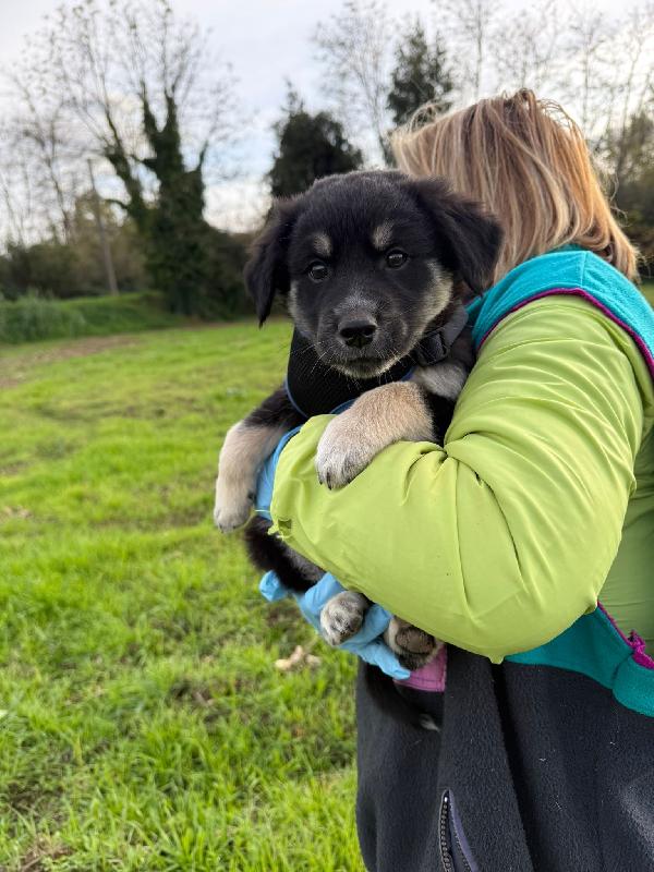 🔆🐾 omar 🐾🔆splendido cucciolo in adozione  Foto 6
