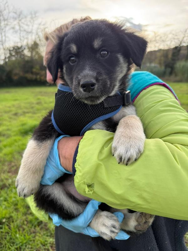 🔆🐾 omar 🐾🔆splendido cucciolo in adozione  Foto 7