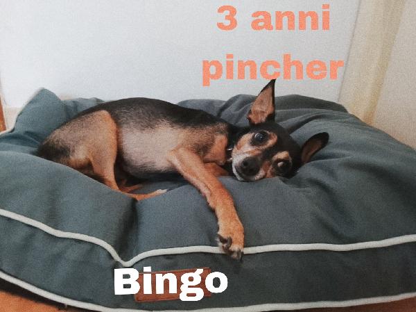 Bingo Un Dolcissimo Pincher In Adozione 