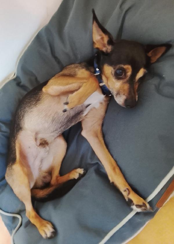 Bingo un dolcissimo Pincher in adozione  Foto 2