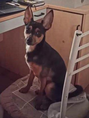 Bingo un dolcissimo Pincher in adozione  Foto 3