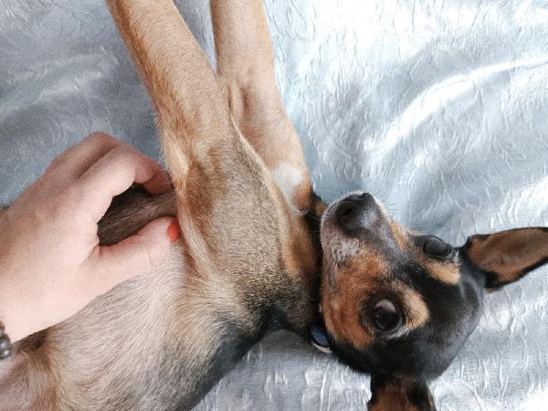 Bingo un dolcissimo Pincher in adozione  Foto 4