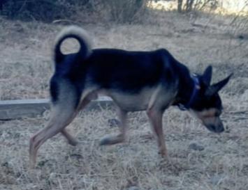 Bingo un dolcissimo Pincher in adozione  Foto 5