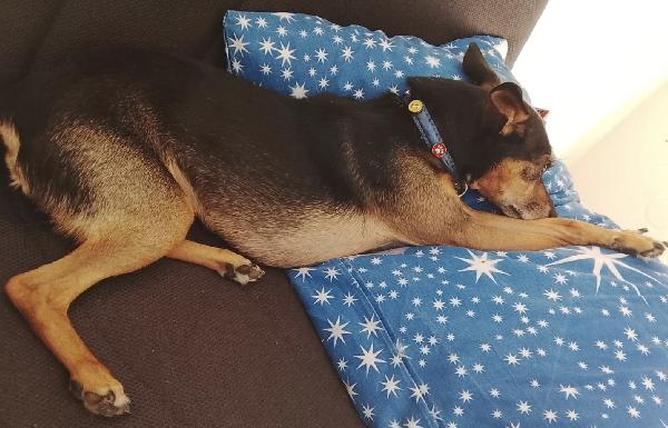 Bingo un dolcissimo Pincher in adozione  Foto 6