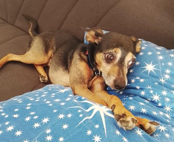 Bingo un dolcissimo Pincher in adozione  Foto 7