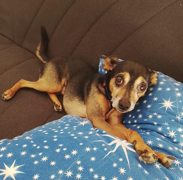 Bingo un dolcissimo Pincher in adozione  Foto 8