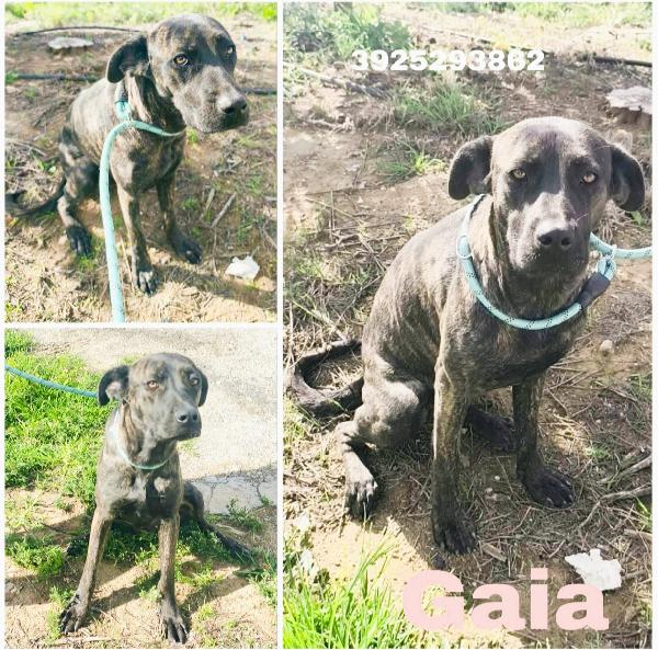 Gaia Cagnolina Tigrata In Adozione Cerca Casa