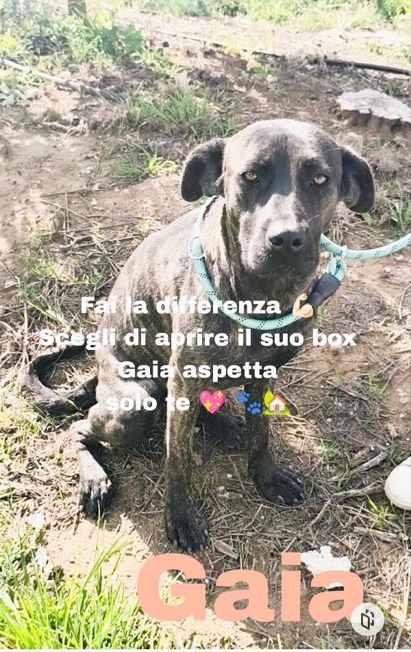 Gaia cagnolina tigrata in adozione cerca casa Foto 2