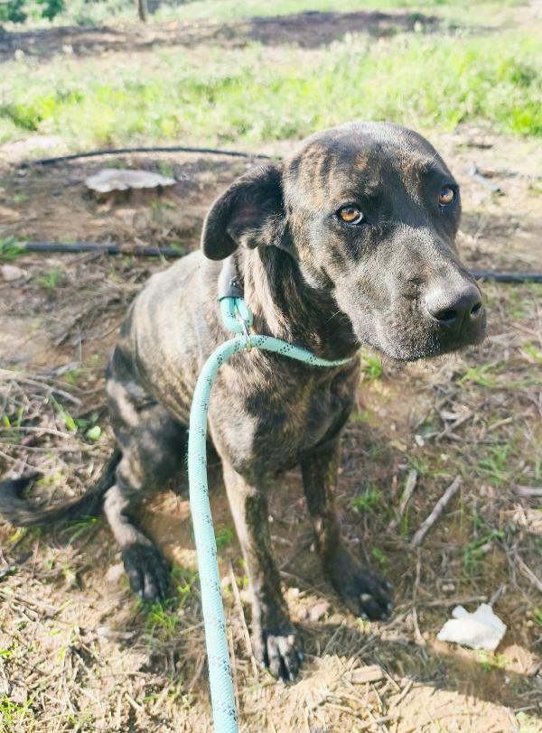 Gaia cagnolina tigrata in adozione cerca casa Foto 3