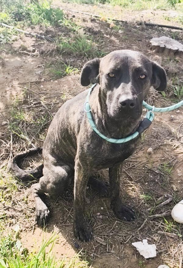 Gaia cagnolina tigrata in adozione cerca casa Foto 4